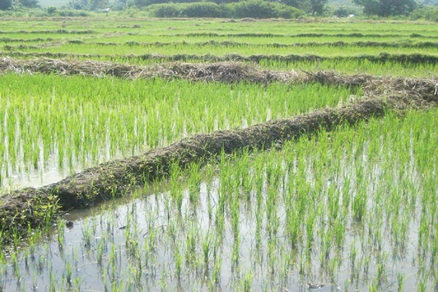 Lee más sobre el artículo Villa Clara puede autoabastecerse de arroz