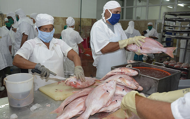 Lee más sobre el artículo Industria pesquera de Caibarién aumenta producción ante la COVID-19