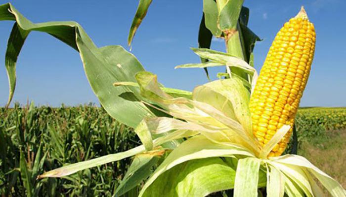 Lee más sobre el artículo Seis variedades de semillas de maíz que duplican las capacidades productivas