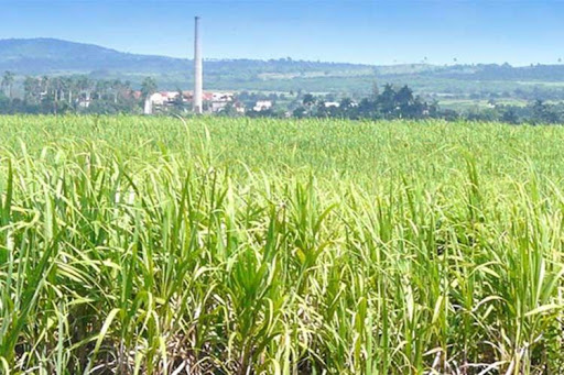 Lee más sobre el artículo Potencian la agroindustria de la caña de azúcar en Cuba