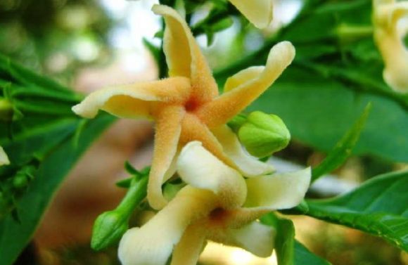 Lee más sobre el artículo Se reproduce en Sancti Spíritus planta en peligro de extinción