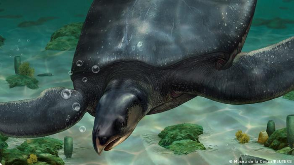 Lee más sobre el artículo Descubren en España una tortuga marina prehistórica del tamaño de un coche