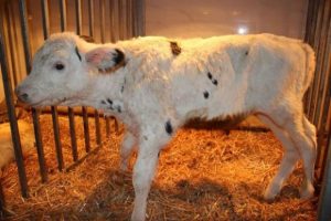 Read more about the article <strong>China Clones Dairy “Super Cows” Using Cell Nuclear Transfer</strong><div class="yasr-vv-stars-title-container"><div class='yasr-stars-title yasr-rater-stars'
id='yasr-visitor-votes-readonly-rater-6680120c3b984'
data-rating='0'
data-rater-starsize='16'
data-rater-postid='5689'
data-rater-readonly='true'
data-readonly-attribute='true'
></div><span class='yasr-stars-title-average'>0 (0)</span></div>