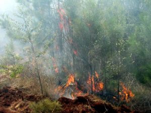 Read more about the article <strong>Fire is fought in the mountainous area of Mayarí, Holguín</strong><div class="yasr-vv-stars-title-container"><div class='yasr-stars-title yasr-rater-stars'
id='yasr-visitor-votes-readonly-rater-6684b9a44b930'
data-rating='0'
data-rater-starsize='16'
data-rater-postid='5680'
data-rater-readonly='true'
data-readonly-attribute='true'
></div><span class='yasr-stars-title-average'>0 (0)</span></div>